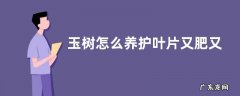 玉树怎么养护叶片又肥又浓