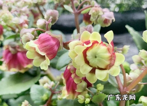 什么情况不能给长寿花施肥