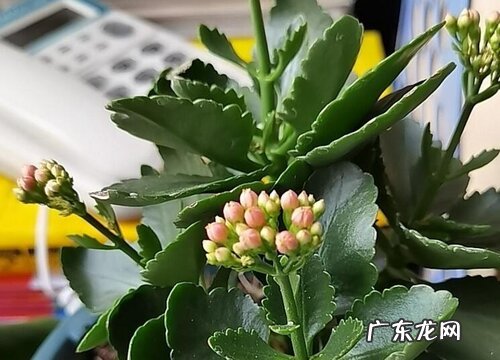 什么情况不能给长寿花施肥