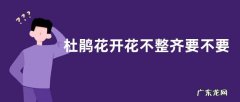 杜鹃花开花不整齐要不要施肥