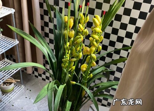 怎样来判断兰花盆土里面的有益菌数量