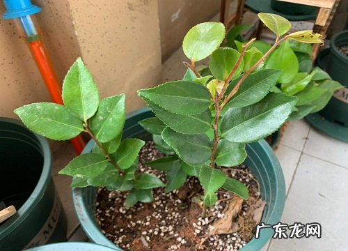 维生素c适合养什么花