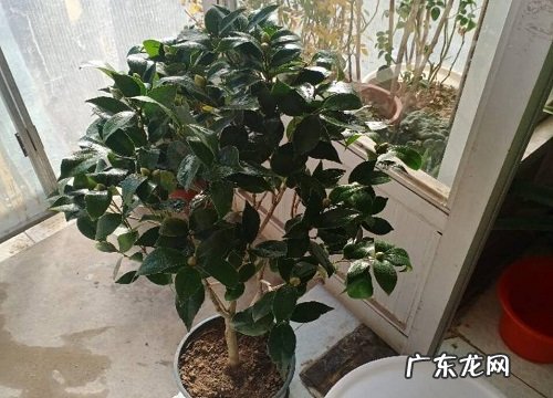 维生素c适合养什么花