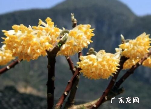 结香花怎么养殖方法
