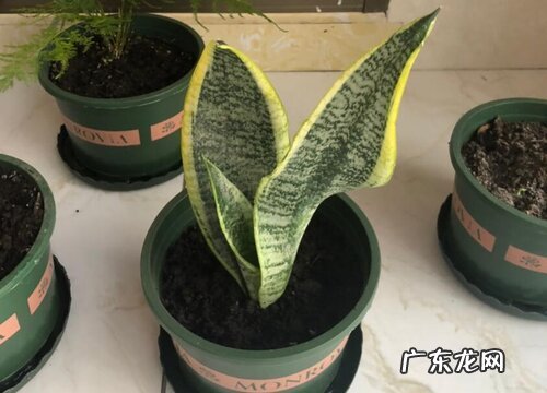 如何扦插虎皮兰冒芽超级快