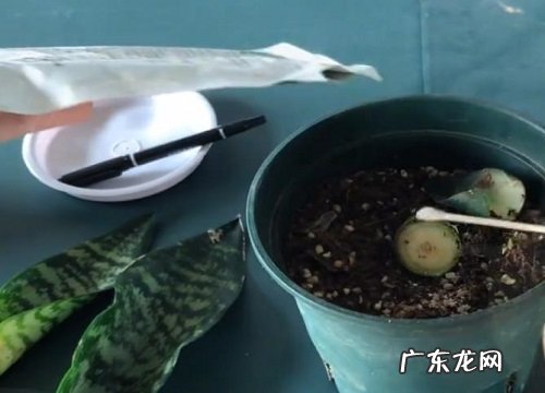 如何扦插虎皮兰冒芽超级快