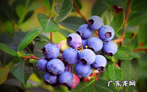 蓝莓怕冷吗 冬天怕不怕冻