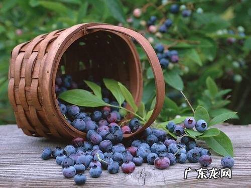 蓝莓怕冷吗 冬天怕不怕冻