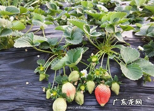 草莓叶梗发红是怎么回事