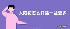 太阳花怎么扦插一盆变多盆