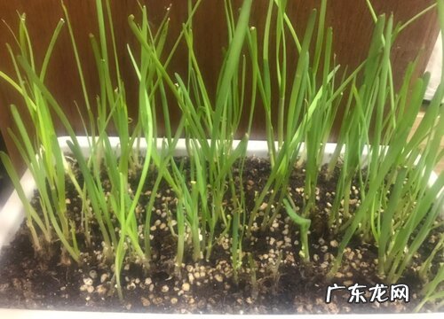 如何在阳台盆栽一些韭菜根