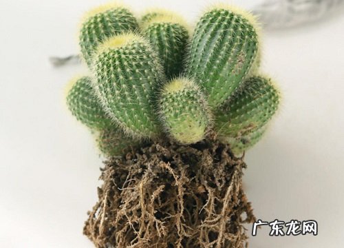 仙人球出现腐烂该如何养护