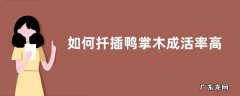 如何扦插鸭掌木成活率高