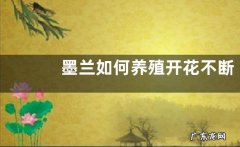 墨兰如何养殖开花不断