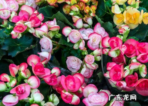 秋海棠是裸子植物吗
