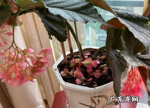 秋海棠是裸子植物吗