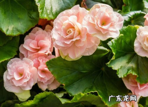 秋海棠是裸子植物吗