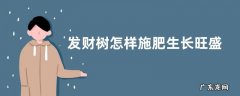 发财树怎样施肥生长旺盛