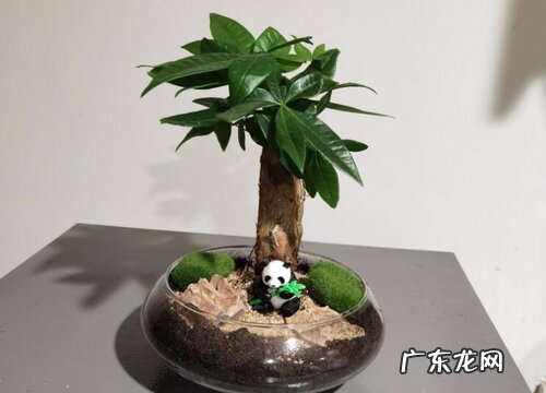 发财树怎样施肥生长旺盛
