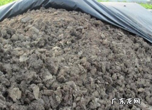 兰花有机肥发霉变白了还能使用吗