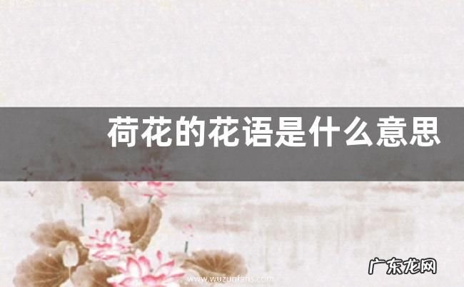 荷花的花语是什么意思 荷花的7种象征意义