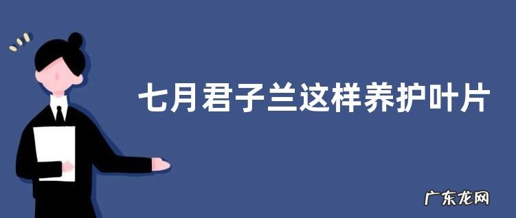 七月君子兰这样养护叶片油亮状态好