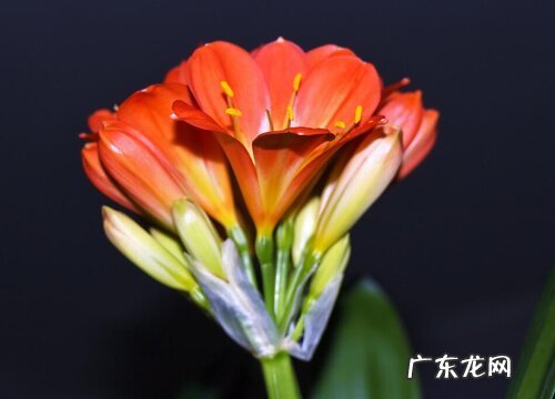 七月君子兰这样养护叶片油亮状态好