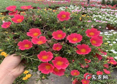 如何为太阳花搭架