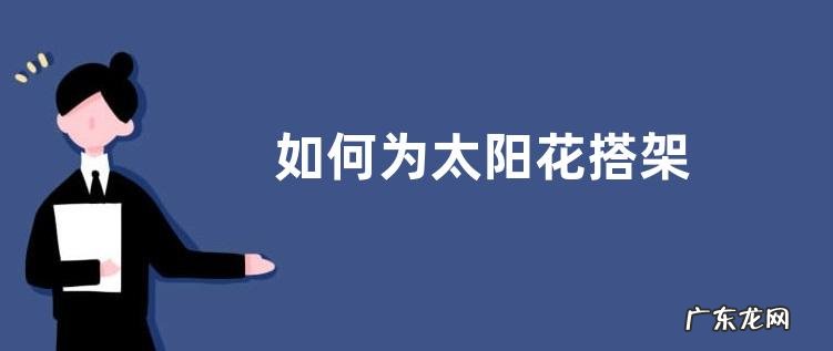 如何为太阳花搭架