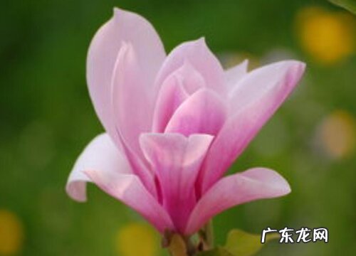 玉兰花怎么养才长得好