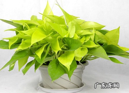 夏季绿萝叶片老是发黄怎么办