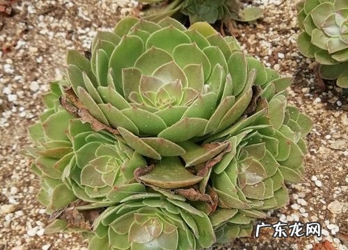 多肉法师如何安全度夏不烂根