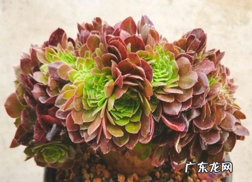 多肉法师如何安全度夏不烂根