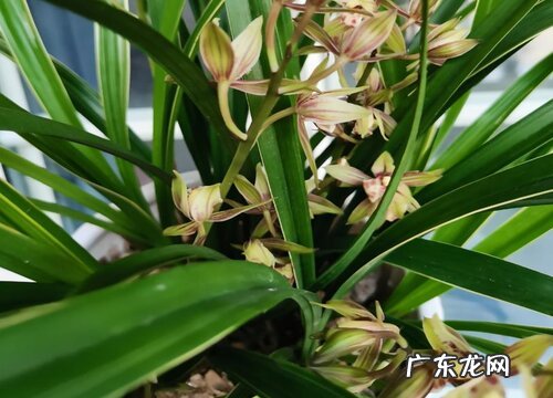 兰花叶片斑点处理方法