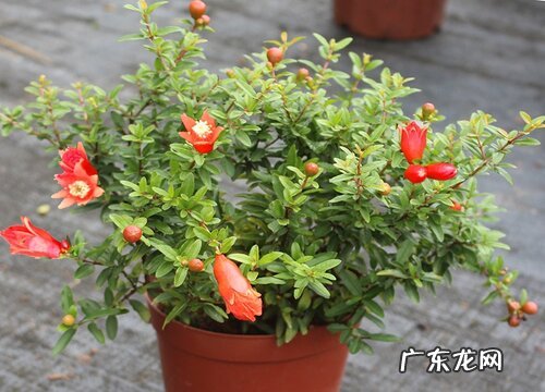 盆栽石榴如何养护花开不断