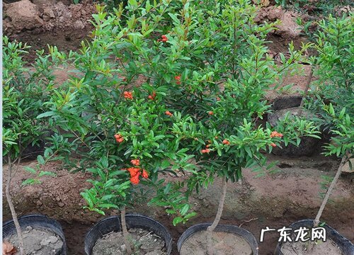 盆栽石榴如何养护花开不断
