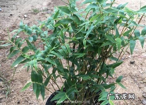 米竹怎么养才能更旺盛