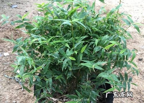 米竹怎么养才能更旺盛