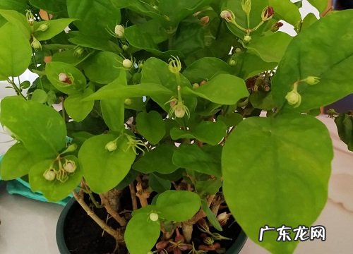 茉莉花开败后如何正确养护
