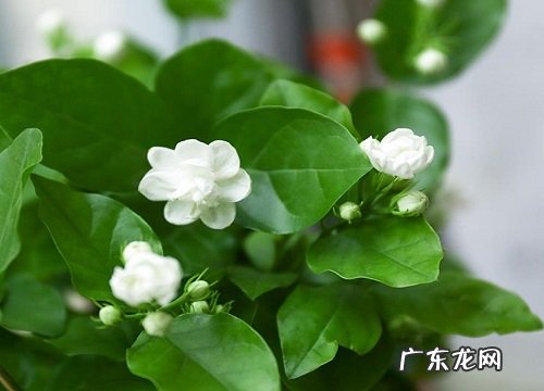 茉莉花开败后如何正确养护