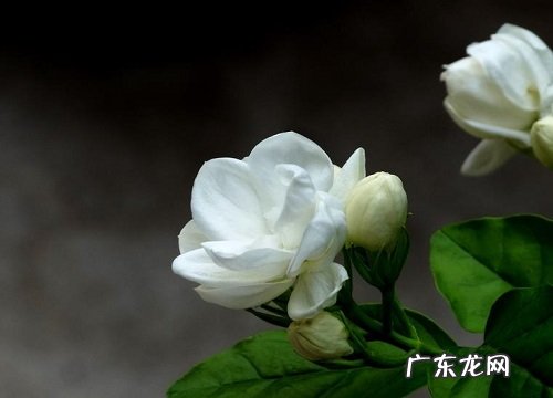 茉莉花开败后如何正确养护