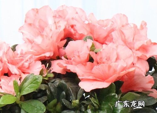 杜鹃莫名其妙掉光叶片的原因