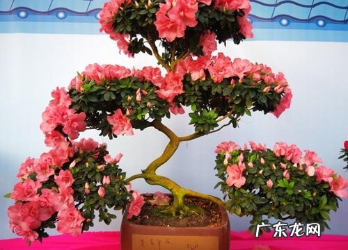 杜鹃莫名其妙掉光叶片的原因