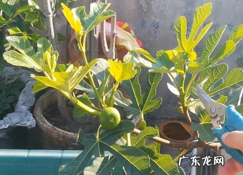 无花果叶片锈斑该如何防治