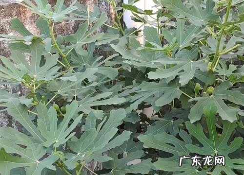 无花果叶片锈斑该如何防治