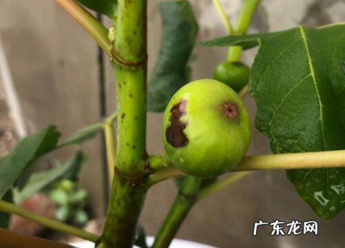 无花果叶片锈斑该如何防治