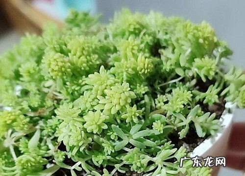 佛甲草冬天会冻死吗