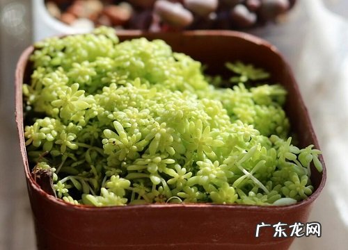 佛甲草冬天会冻死吗