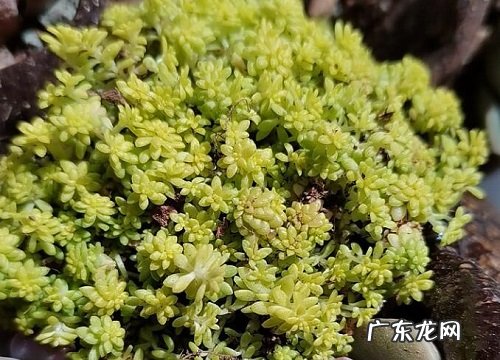 佛甲草冬天会冻死吗