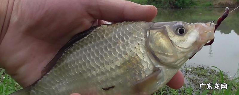 野钓鲫鱼用几号线和几号钩?根据个体大小、季节等不同进行搭配